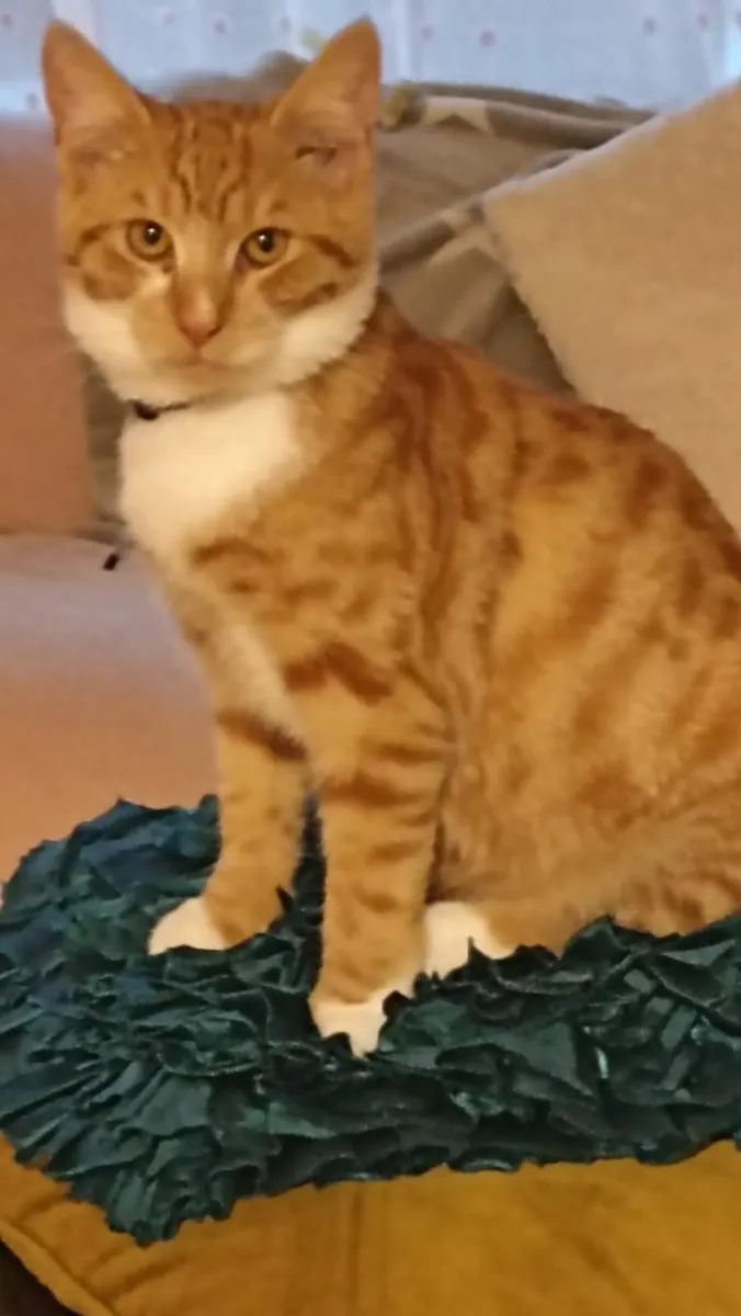 Cats - Image 2