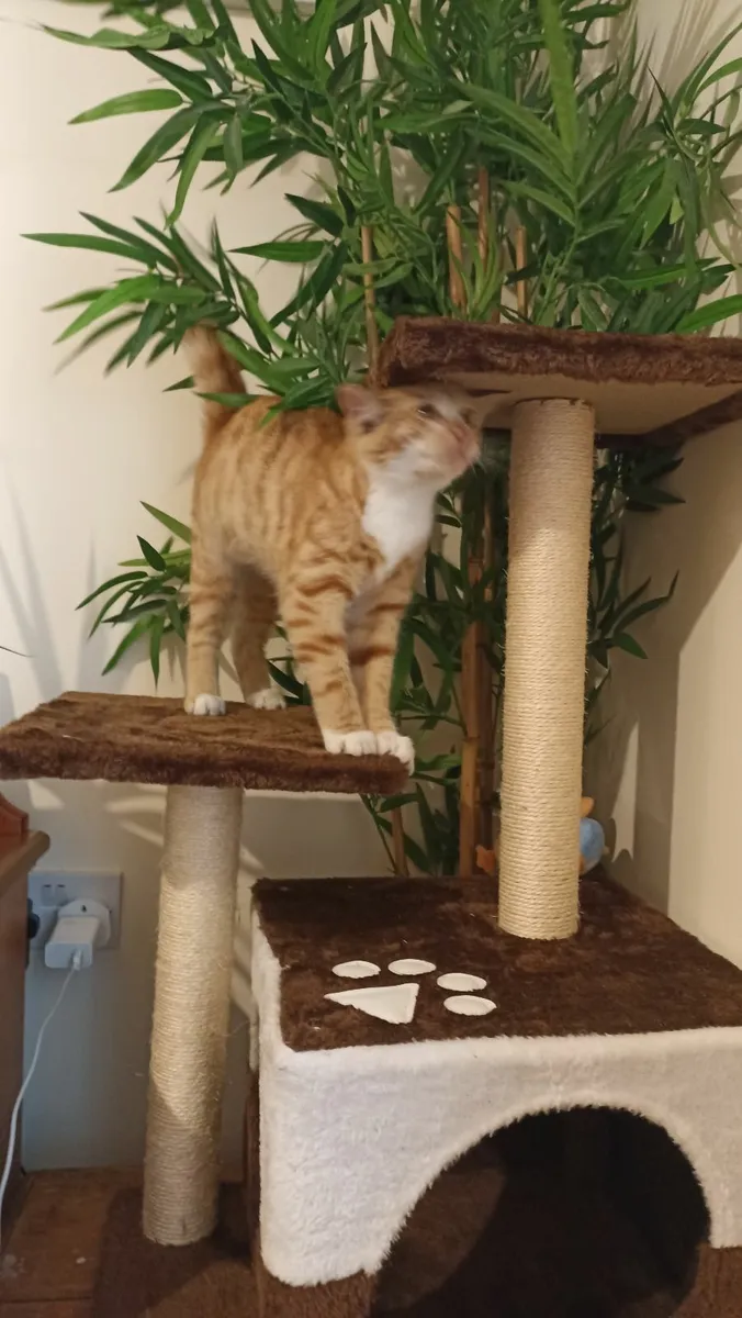 Cats - Image 4