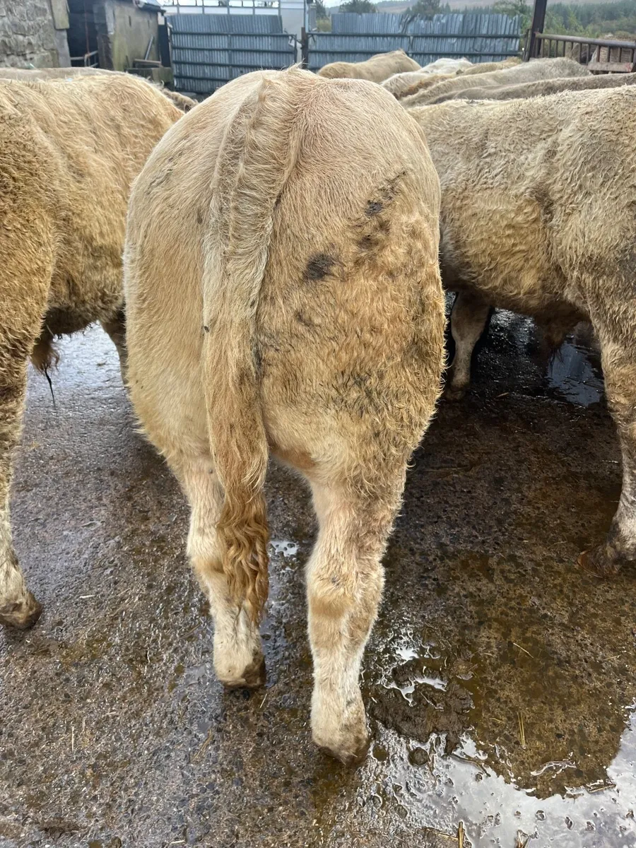 Weanling bulls - Image 1