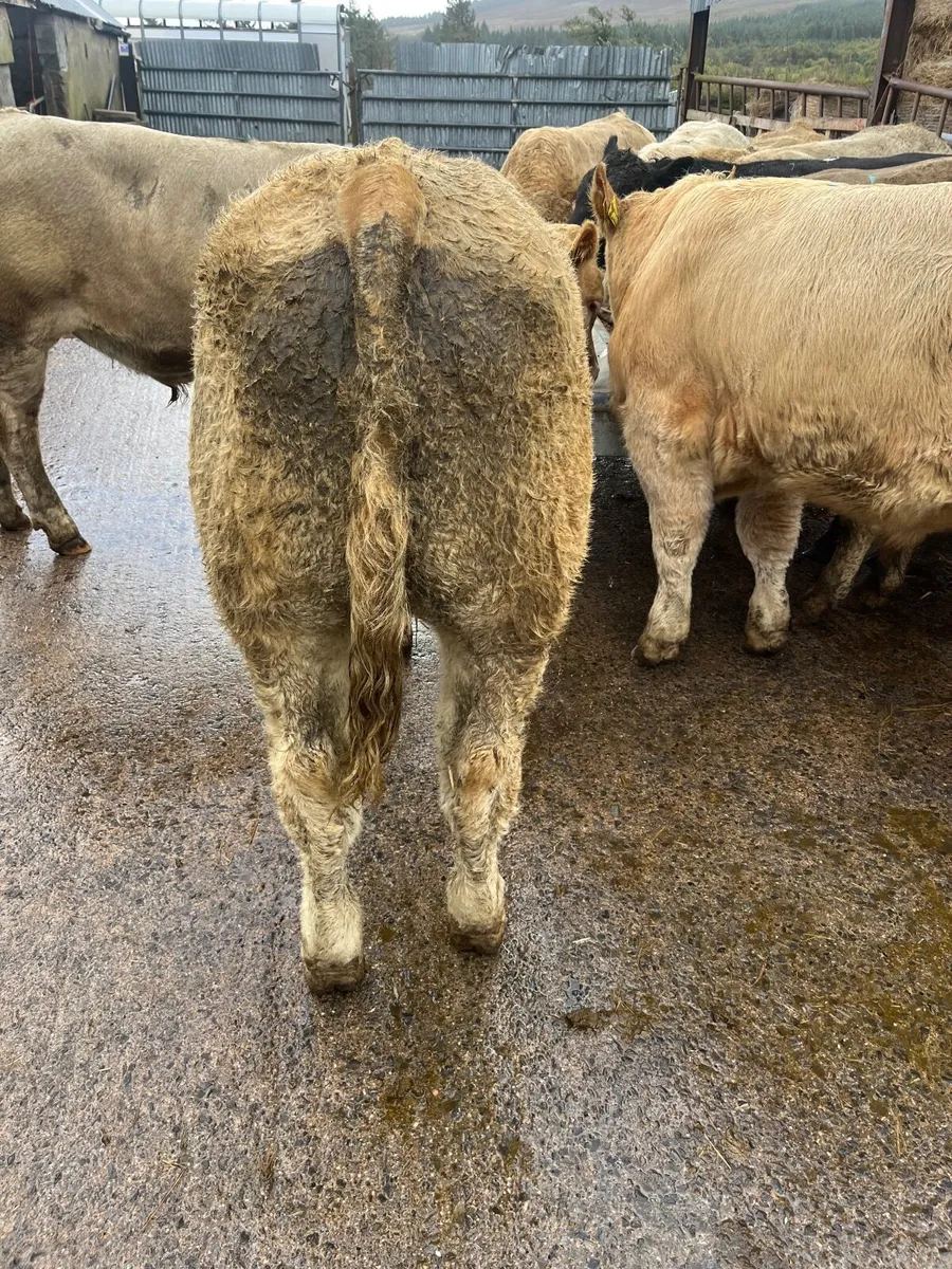 Weanling bulls - Image 2