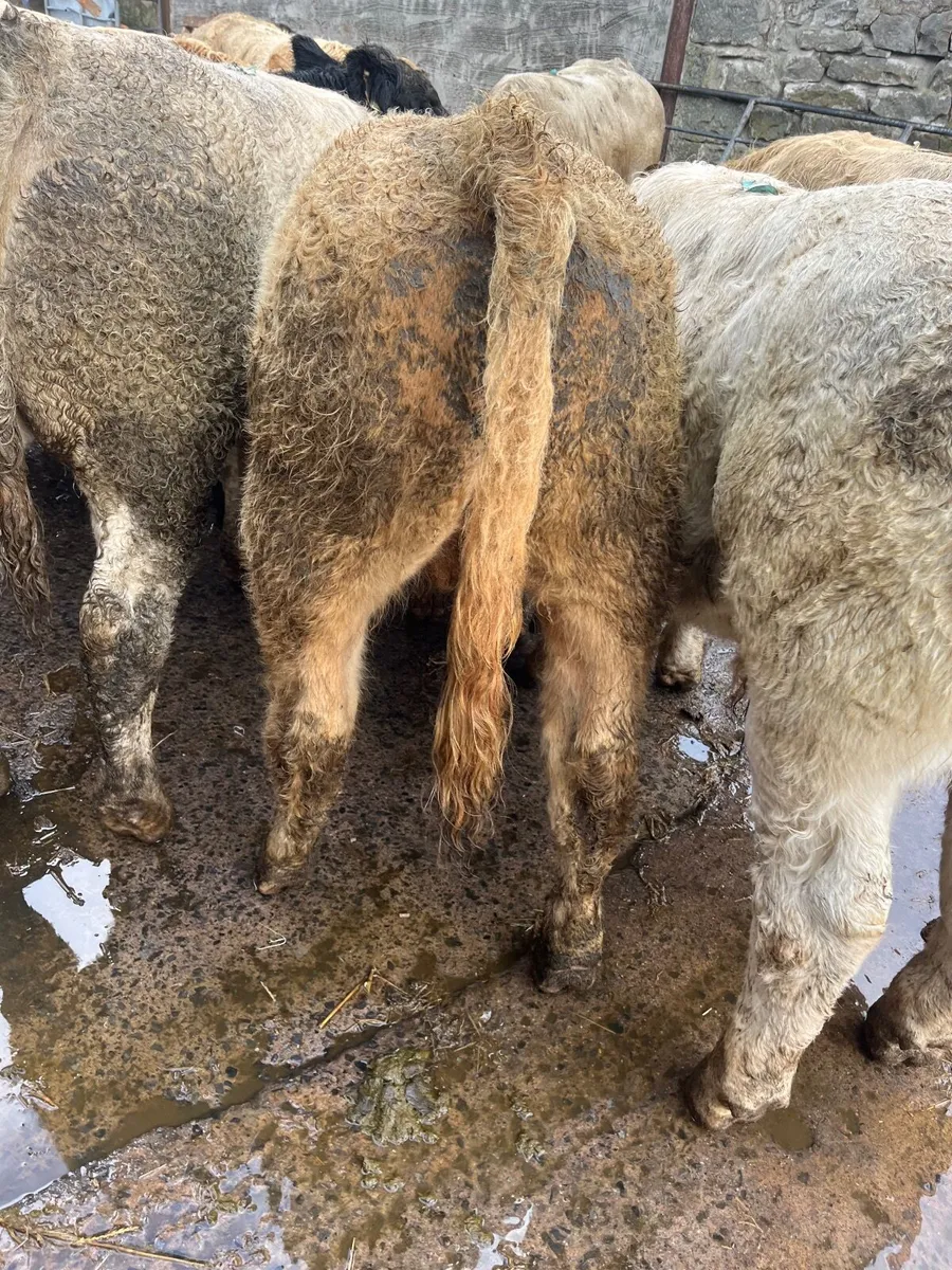 Weanling bulls - Image 3