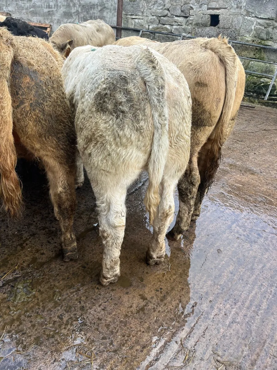 Weanling bulls - Image 4