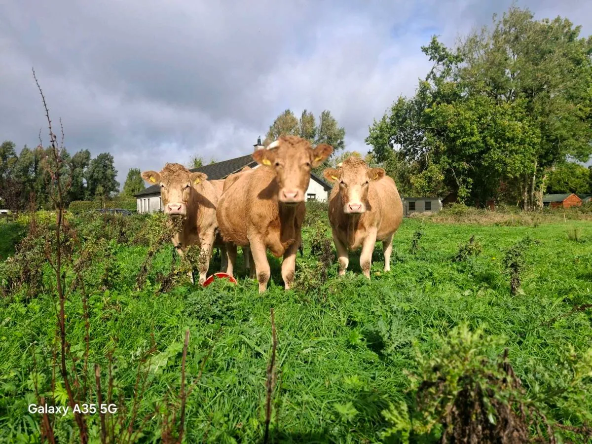 Chx Second Calfers - Image 2