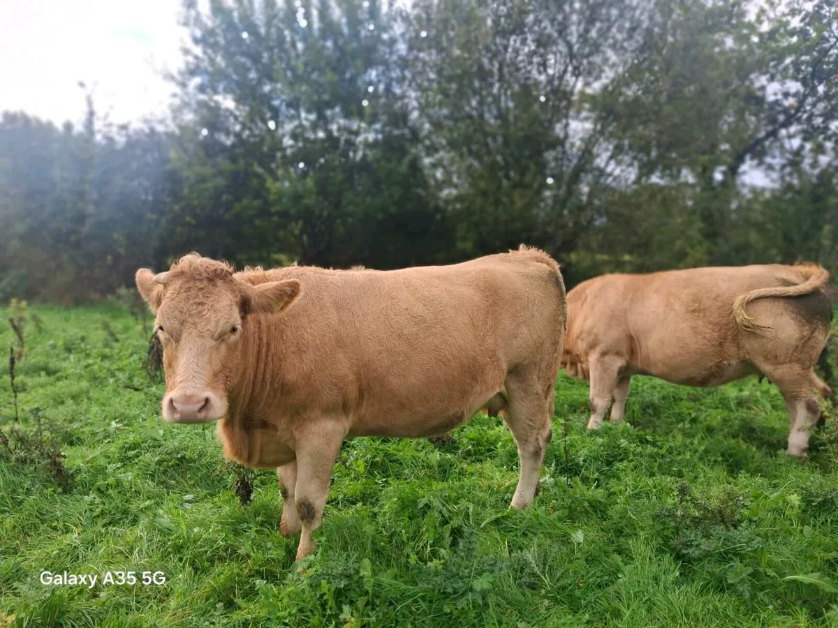 Chx Second Calfers - Image 1