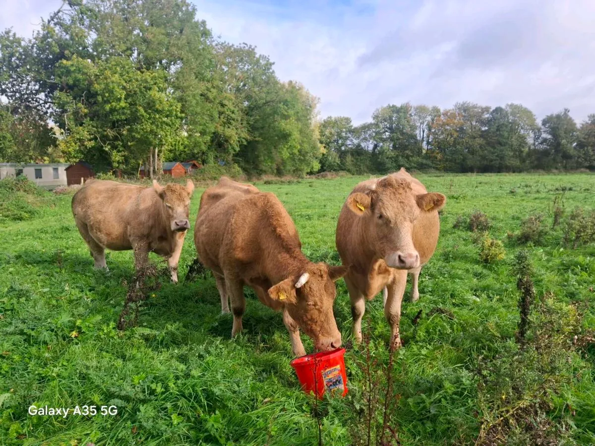 Chx Second Calfers - Image 3