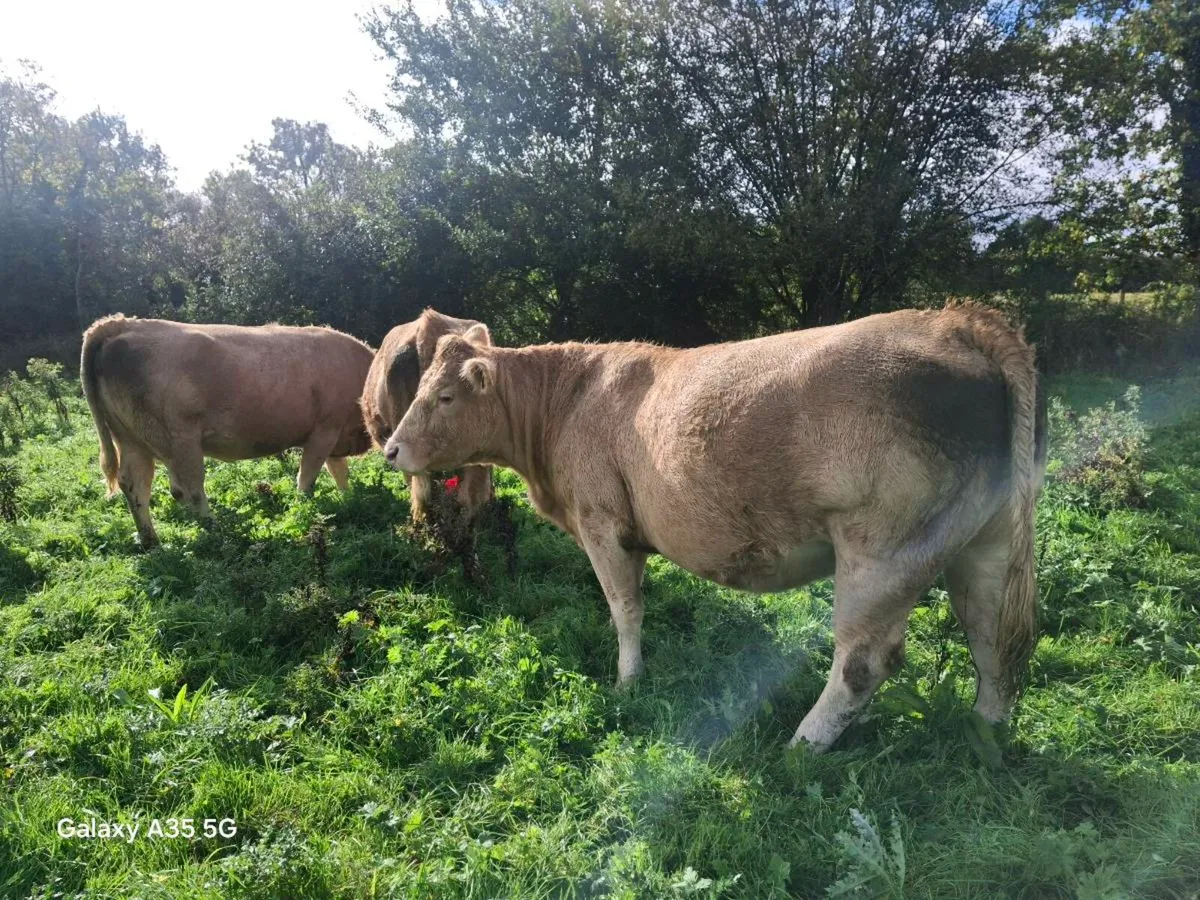 Chx Second Calfers - Image 4