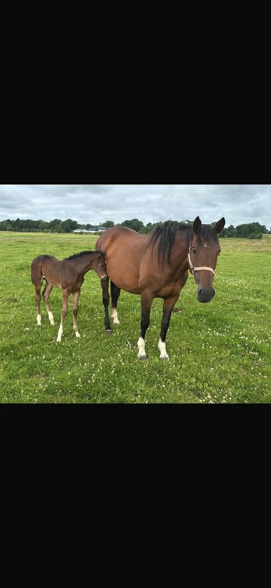 Horse - Image 1
