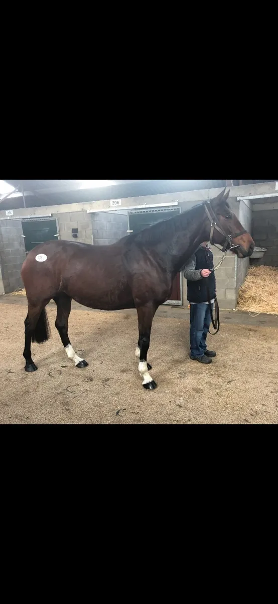 Horse - Image 2