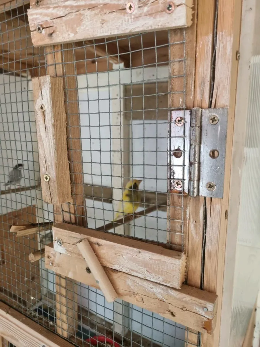 Birds - Image 1