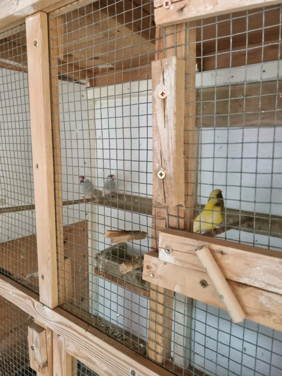 Birds - Image 2