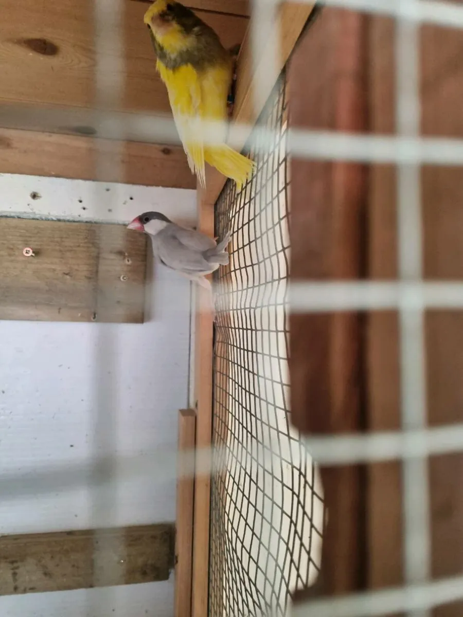 Birds - Image 3