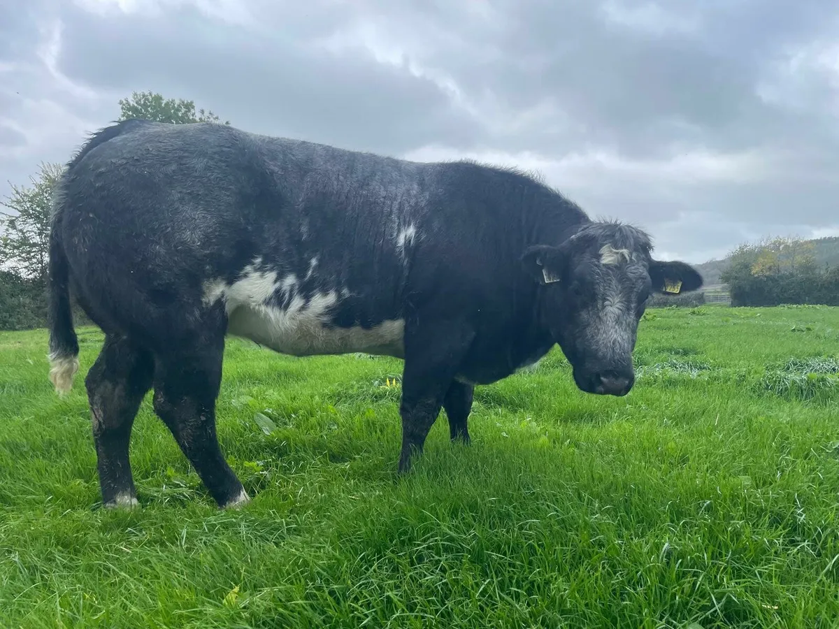 Heifers - Image 1