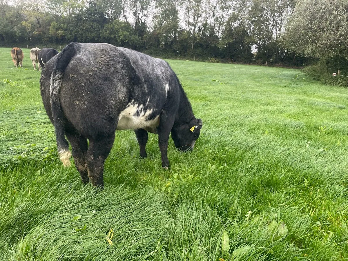 Heifers - Image 2