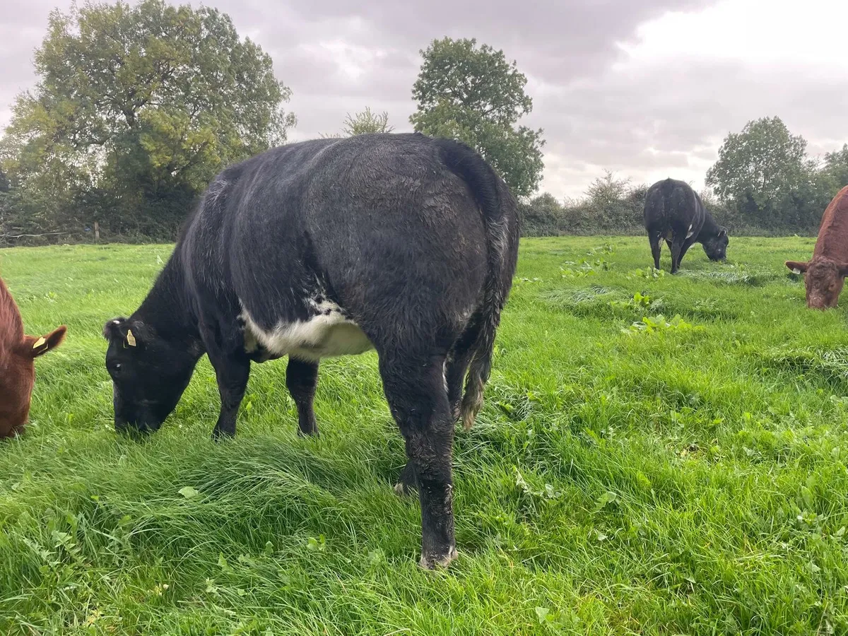 Heifers - Image 3