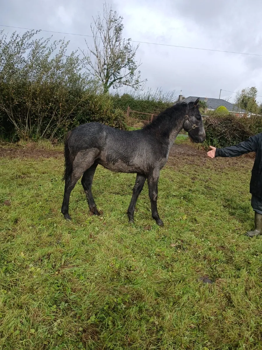Connemara Foal - Image 3