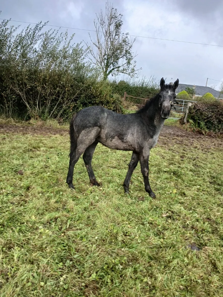 Connemara Foal - Image 4