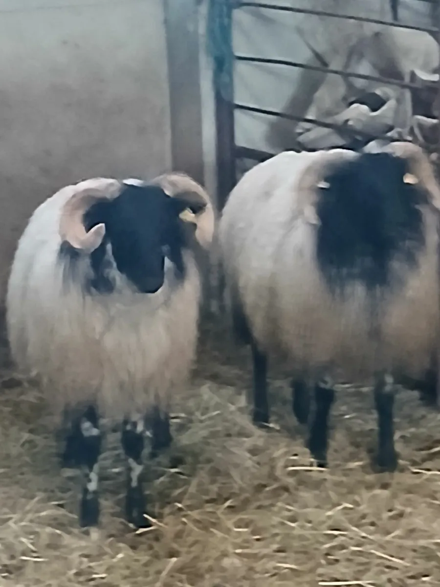 Ram lambs - Image 1