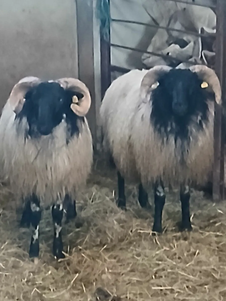 Ram lambs - Image 2