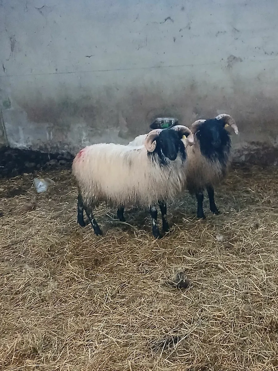 Ram lambs - Image 3