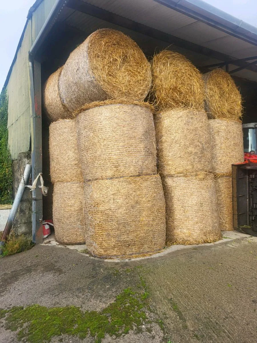 Straw  for sale - Image 2