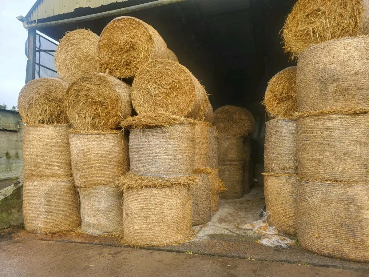 Straw  for sale - Image 3