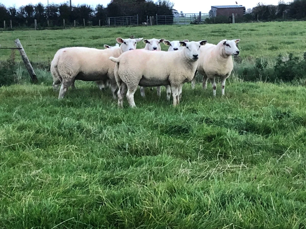 Smashing Texel  Ewe Hoggets For Sale - Image 1