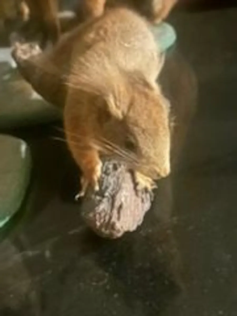 Taxidermy Items - Image 1