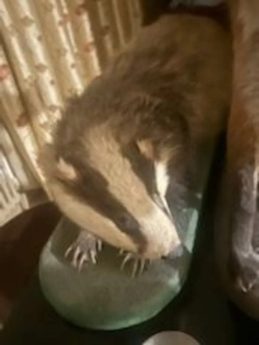 Taxidermy Items - Image 2