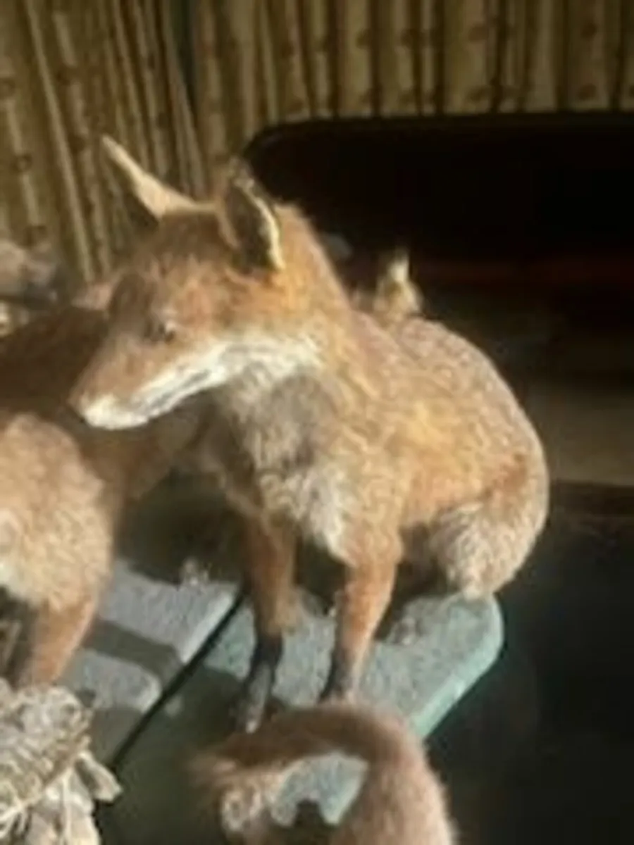 Taxidermy Items - Image 3
