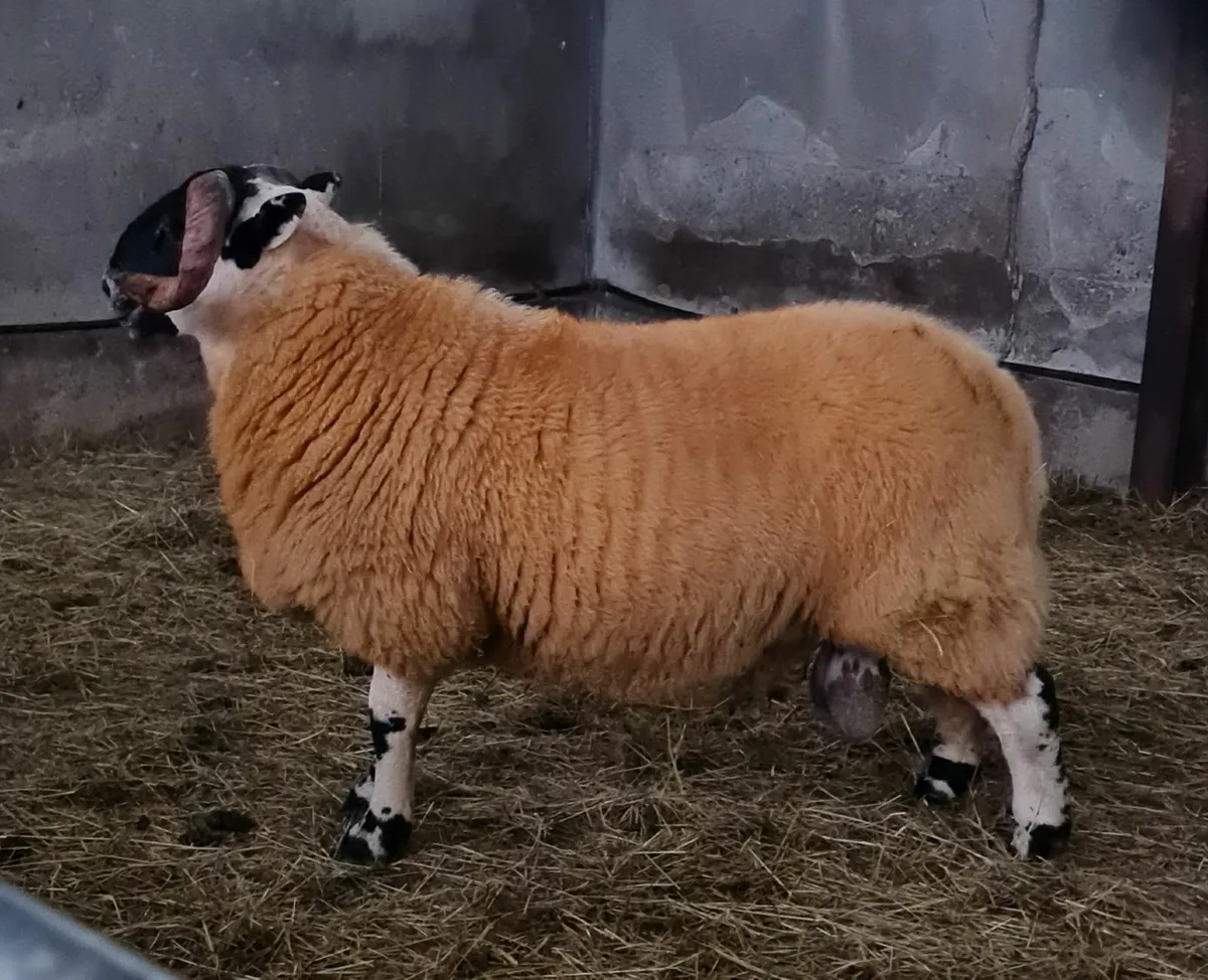 Ram Lambs - Image 1