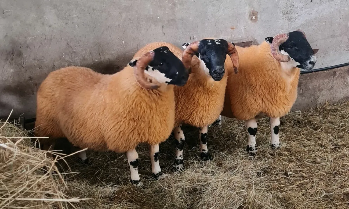 Ram Lambs - Image 2