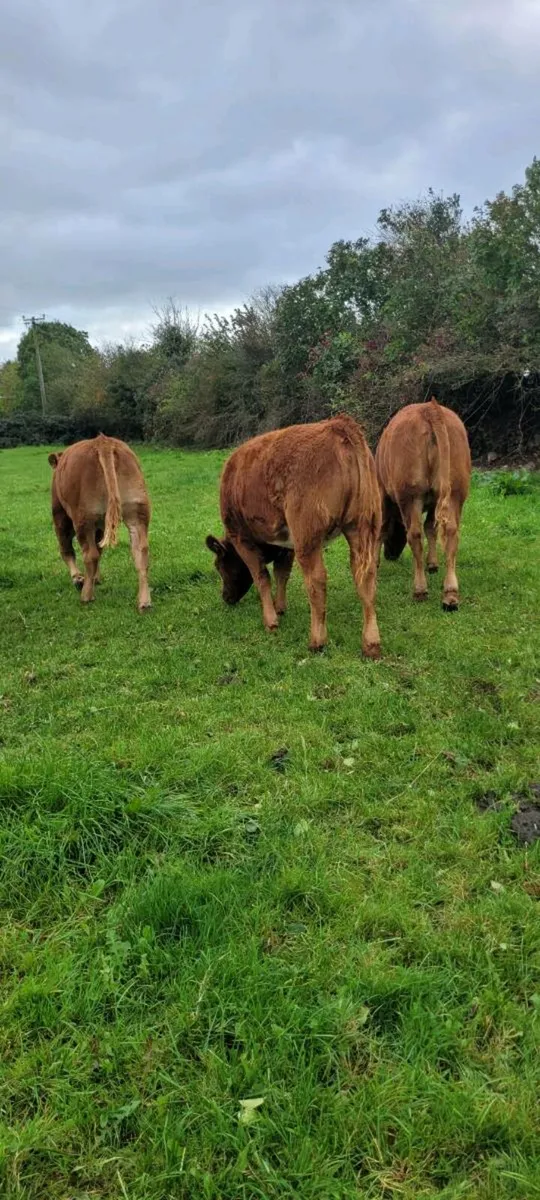 Limousin weanling Bulls and Heifers. Roscrea mart - Image 3