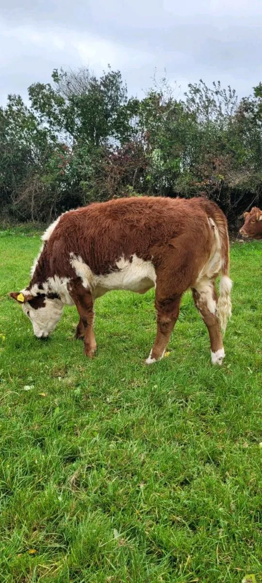 Limousin weanling Bulls and Heifers. Roscrea mart - Image 4
