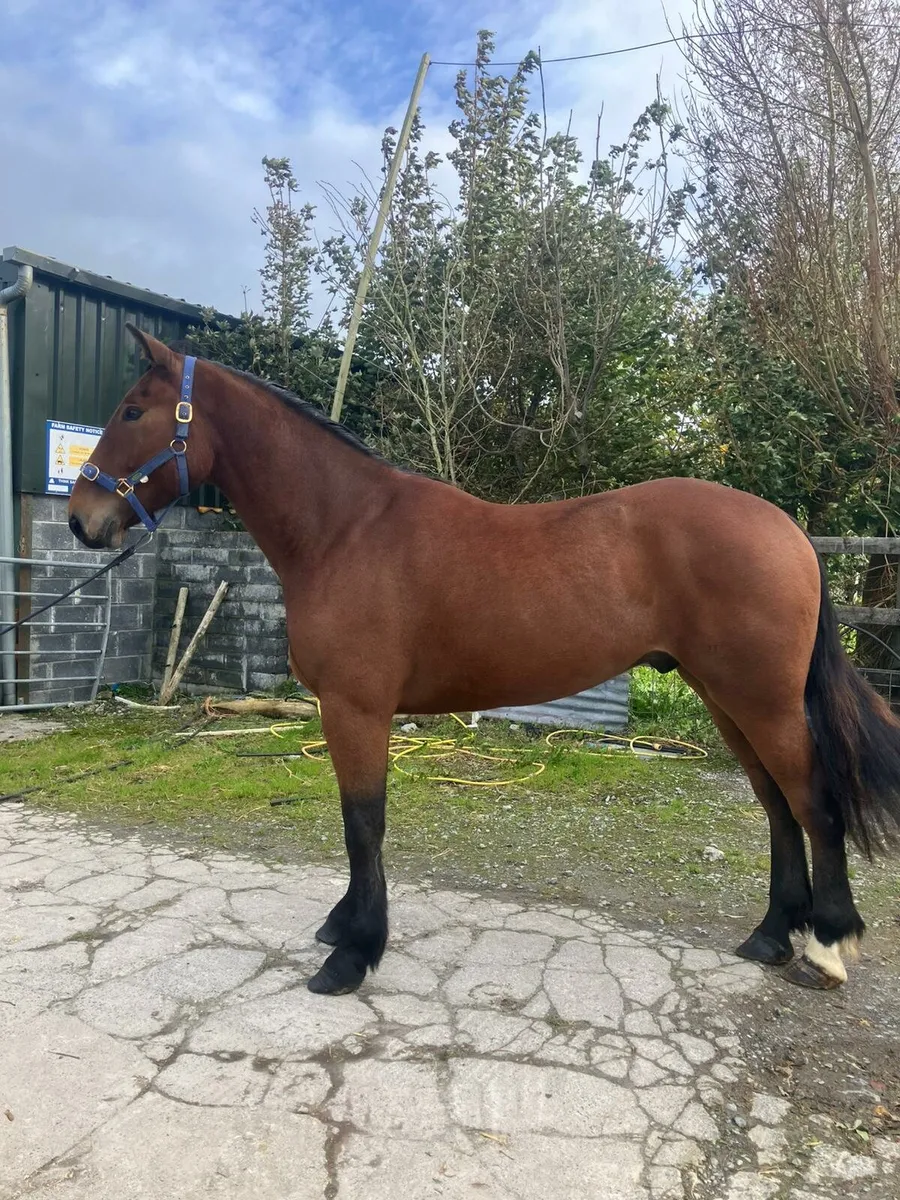 IRISH DRAUGHT 3YEAR OLD GELDING & ID COLT FOAL - Image 1