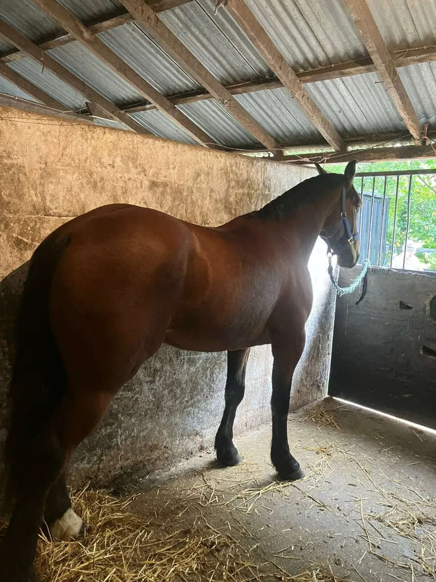 IRISH DRAUGHT 3YEAR OLD GELDING & ID COLT FOAL - Image 2