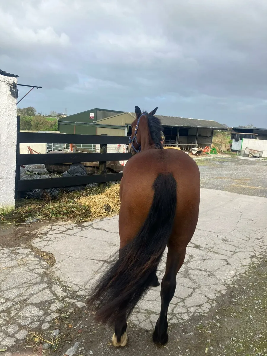 IRISH DRAUGHT 3YEAR OLD GELDING & ID COLT FOAL - Image 3