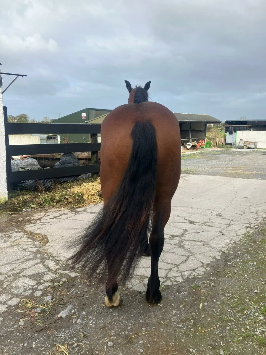 IRISH DRAUGHT 3YEAR OLD GELDING & ID COLT FOAL - Image 4