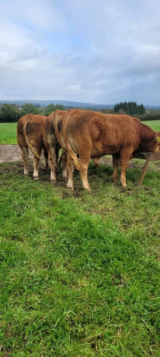 Limousin weanling Bulls and Heifers. Roscrea mart - Image 2