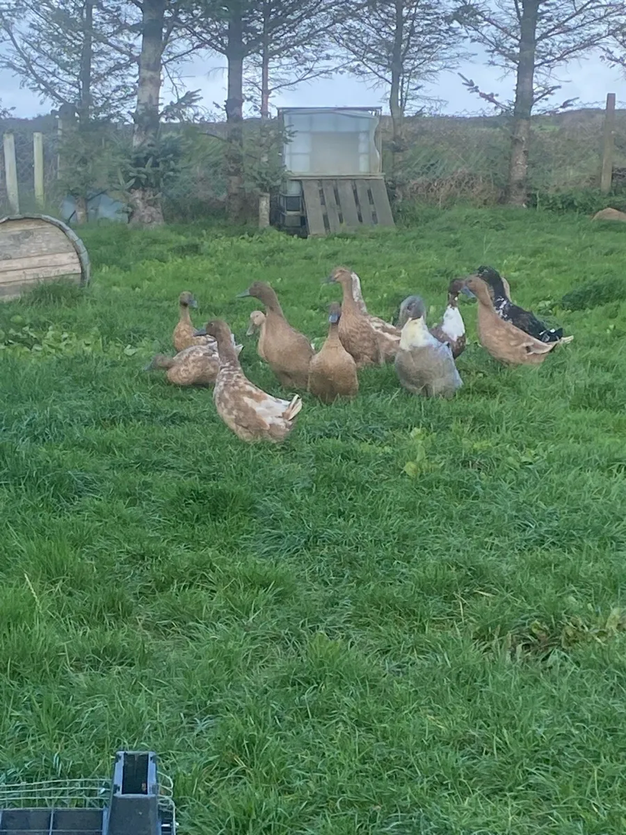 Khaki Campbell ducks - Image 2