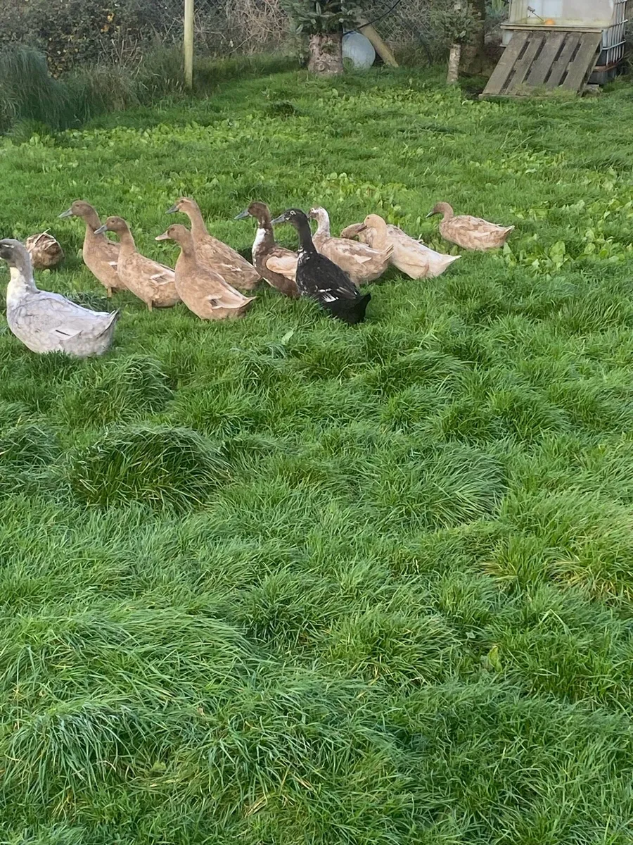 Khaki Campbell ducks - Image 3