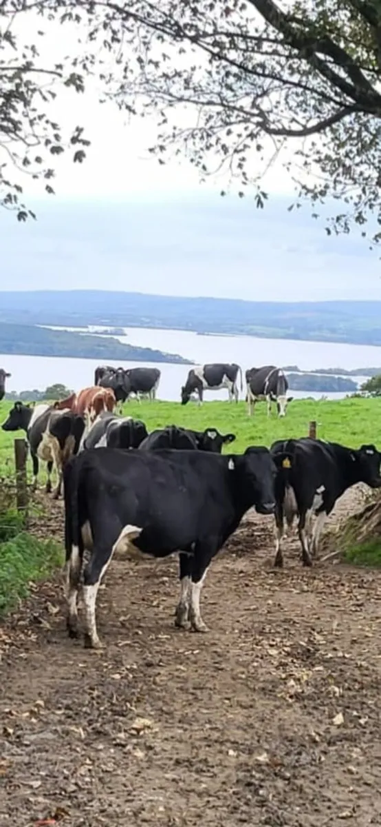 Milking cows
