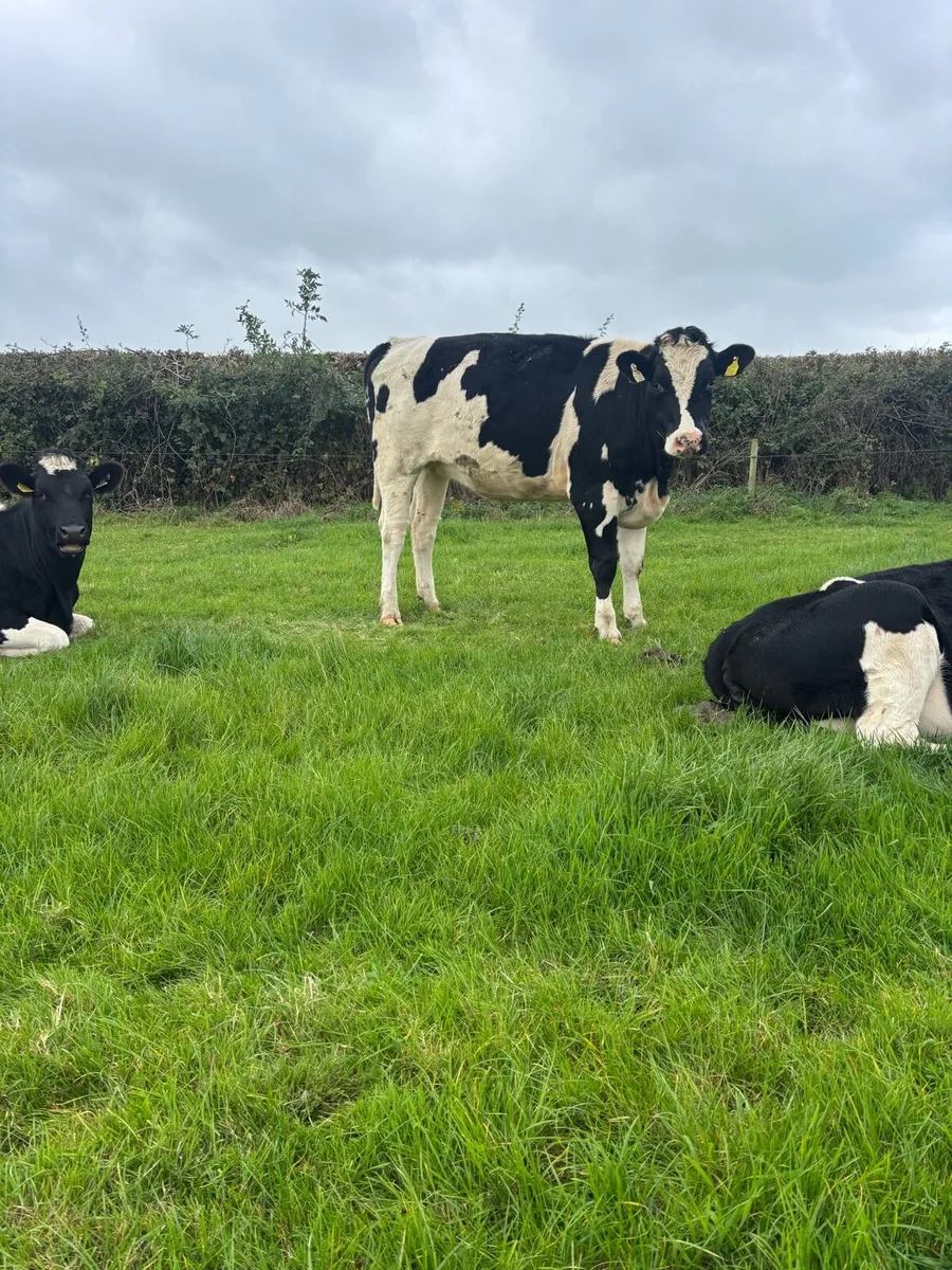 Spring calving heifers for sale - Image 1