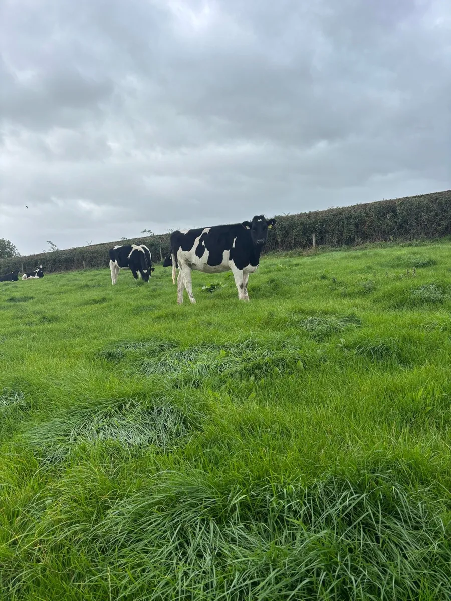 Spring calving heifers for sale - Image 2