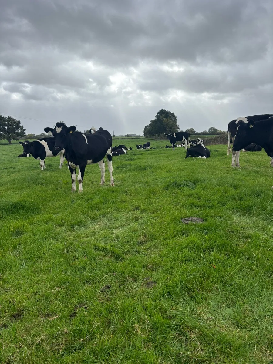 Spring calving heifers for sale - Image 3