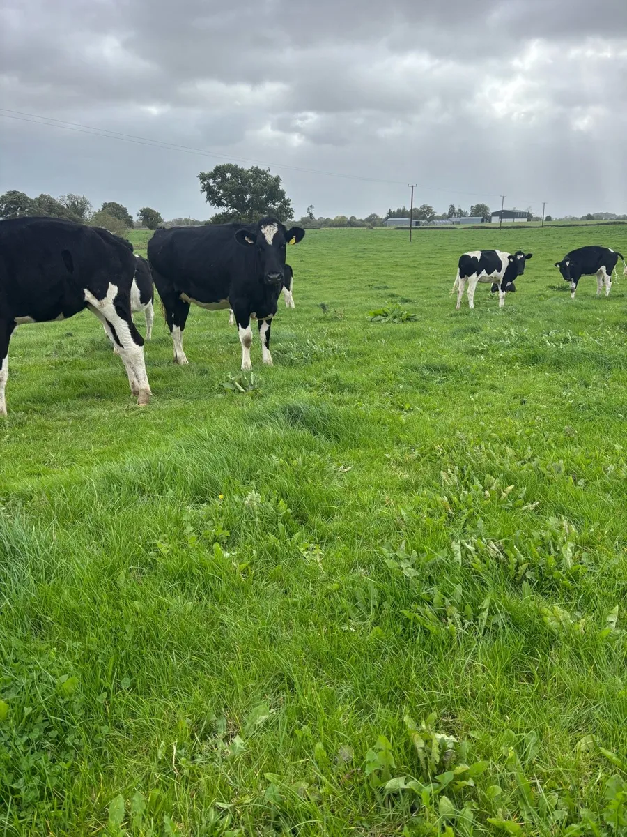 Spring calving heifers for sale - Image 4