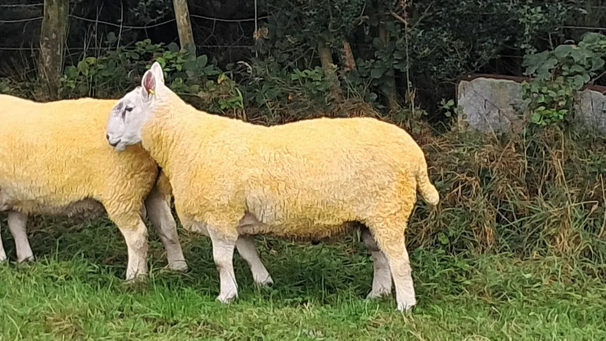 RAM - Image 1