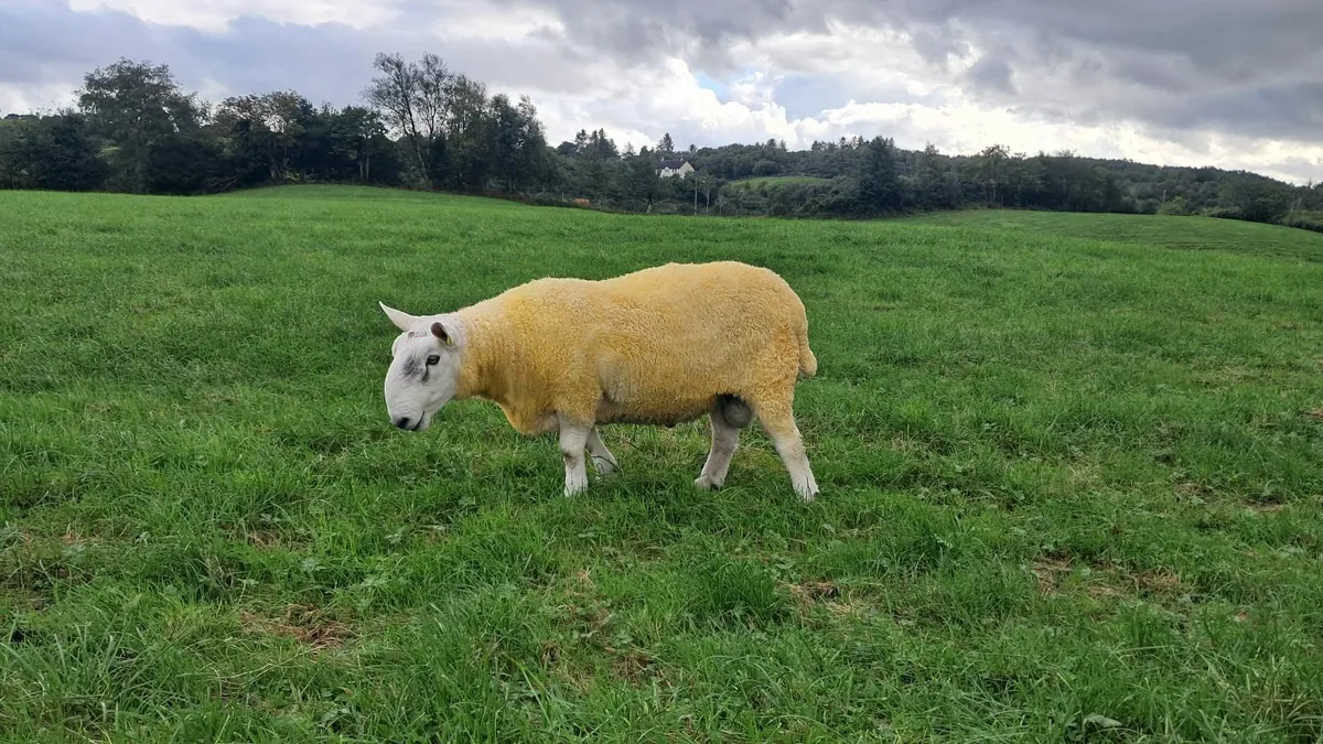 RAM - Image 2