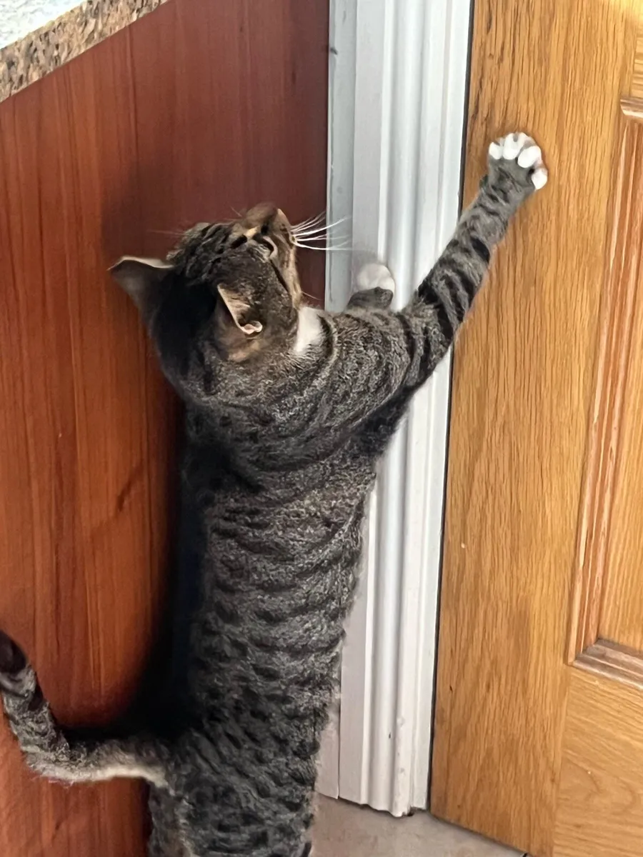 Cat for re-homing - Image 2