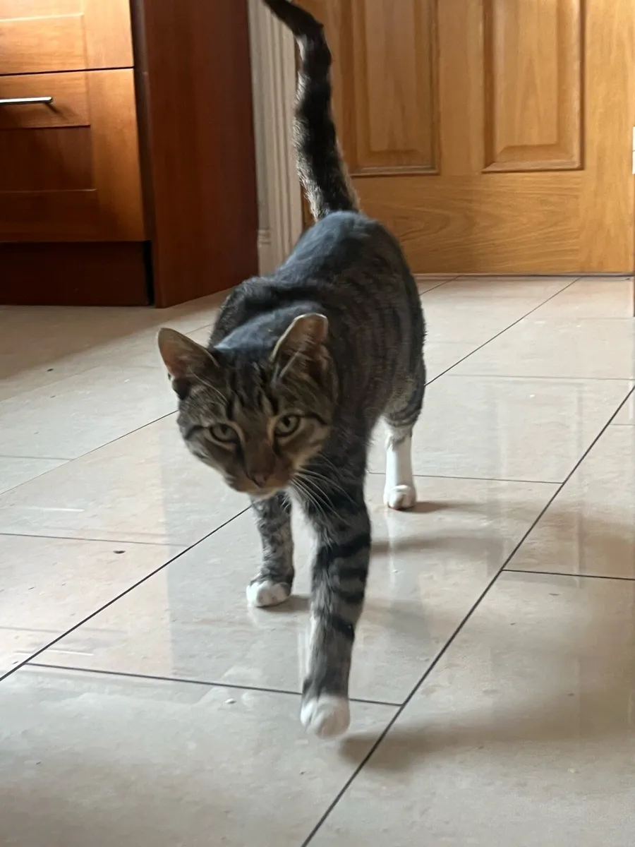 Cat for re-homing - Image 3