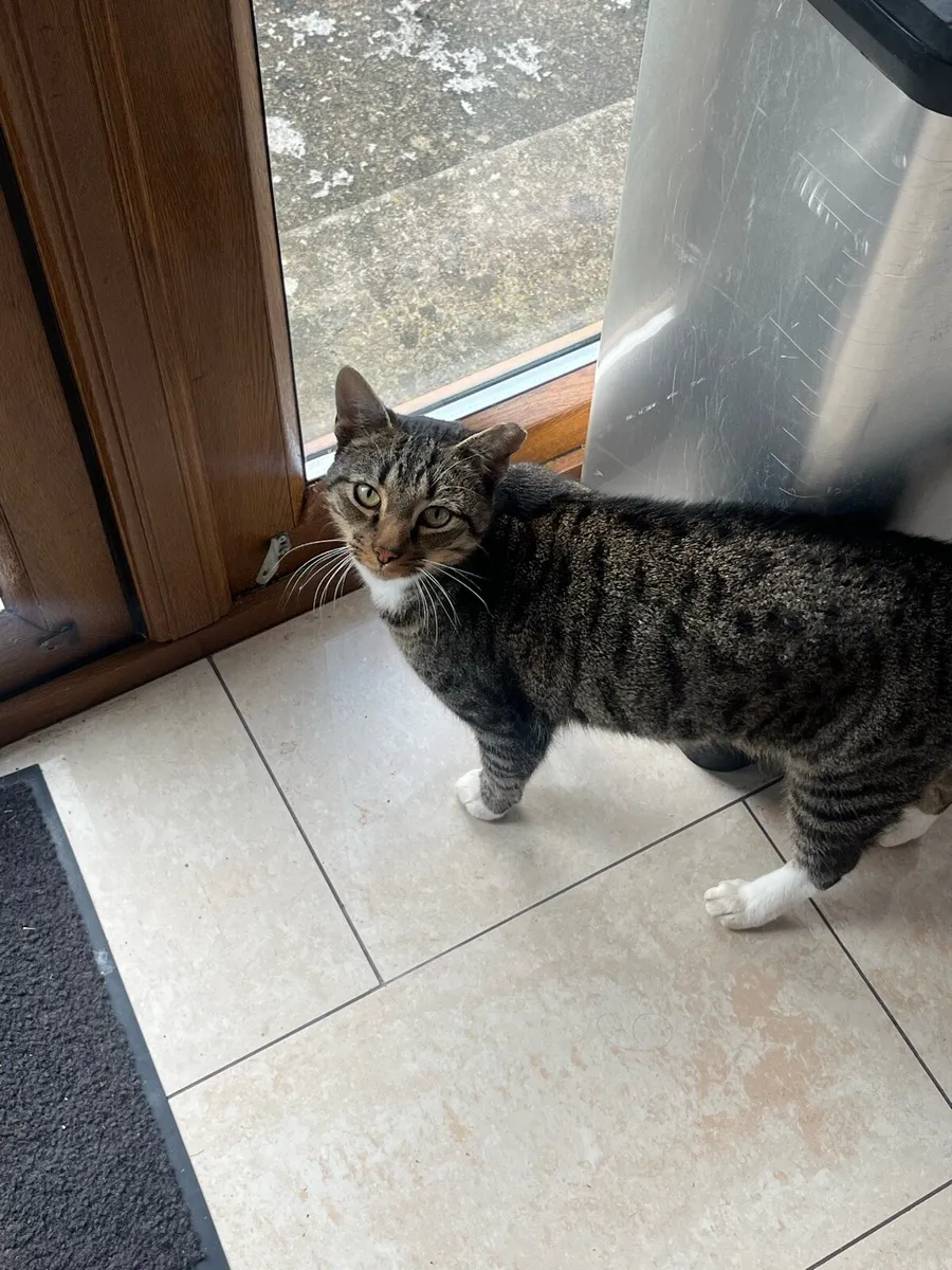 Cat for re-homing - Image 4